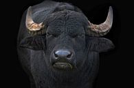 Big Bull by Joachim G. Pinkawa thumbnail