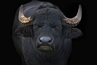 Big Bull