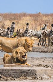 Löwenpaar an einem Wasserloch in Namibia, Afrika von Patrick Groß