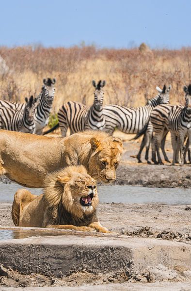 Pair of lions at a waterhole in Namibia, Africa by Patrick Groß