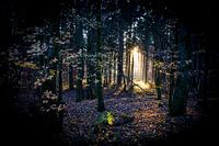 Boslicht