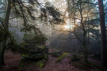 La forêt vosgienne mystique sur Tanja Voigt