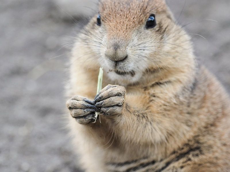 Präriehunde : Tierpark Blijdorp von Loek Lobel