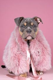 Schattige old english bulldog puppy in een roze bontmantel