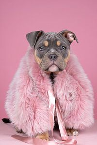 Bezaubernde alte englische Bulldogge Welpe in einem rosa Pelzmantel