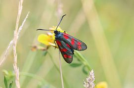 Zesviooltje van Matthias Brix