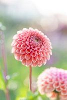 Dahlia Cornel Bronze
