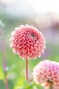 Dahlia Cornel Bronze by Suzanne van Saase thumbnail