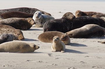 Seals on the Terschelling sandbank by Maurits Bredius
