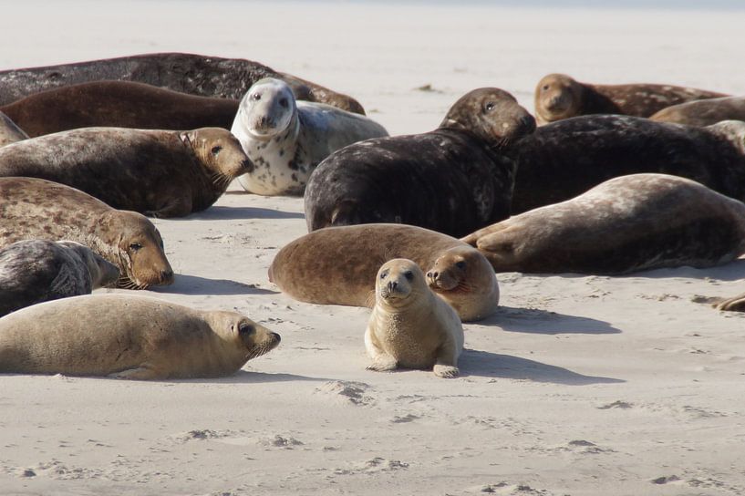 Seehunde auf der Sandbank von Terschelling von Maurits Bredius