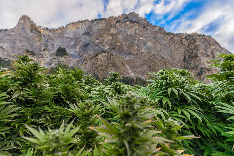 Cannabis Feld in der Schweiz mit Bergen von Felix Brönnimann
