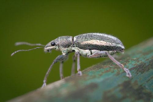 Naupactus beetle
