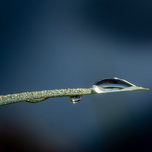 Dewdrop