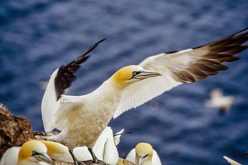 Northern Gannet
