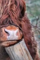 Highlander écossais