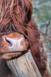 Schotse hooglander van Astrid Bregman