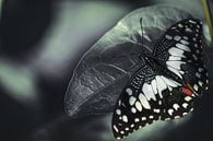 Butterfly by Larsphotografie thumbnail