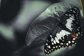 Butterfly by Larsphotografie