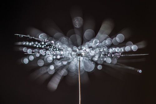 Bokeh paardenbloempluis