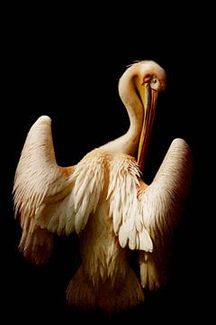 The Pelican