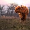 Highlander écossais dans le soleil rose du soir sur Kim van Beveren