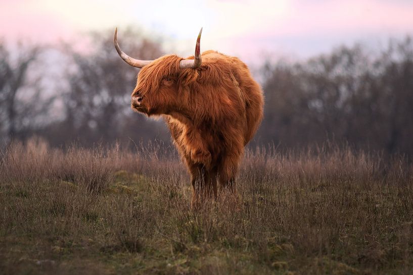 Schottischer Highlander in der rosa Abendsonne von Kim van Beveren