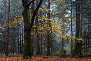 Autumn Beech