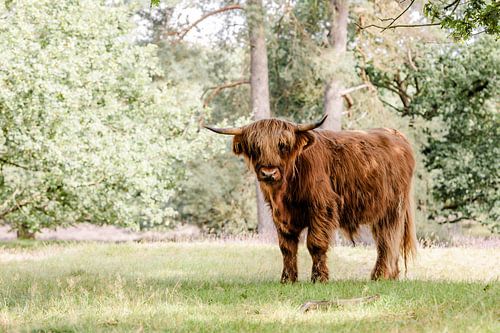 Schotse hooglander stier op een zonnige dag