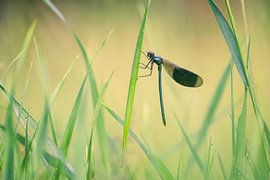 Wiesenlibelle im Schilf von Moetwil en van Dijk - Fotografie