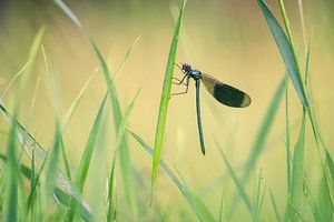 Weidebeekjuffer tussen het riet