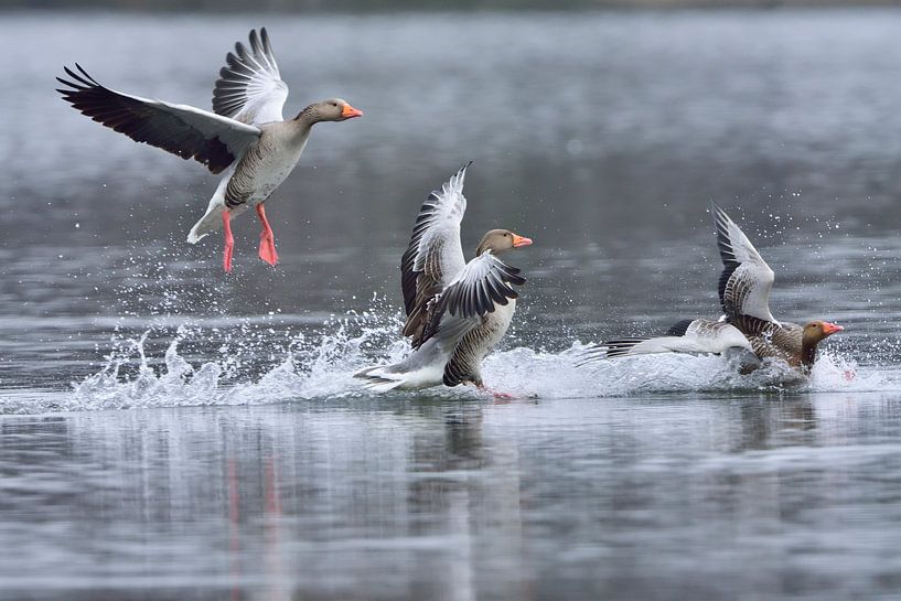 Grey Geese by Karin Jähne