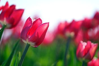 Tulpen