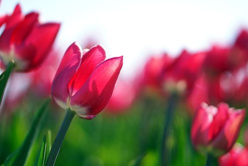 Tulpen