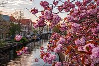 Leiden - Japanische Zierkirsche in der Vliet (0018)