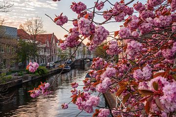 Leiden - Cerisier ornemental japonais dans le Vliet (0018)