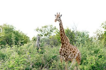 Girafe | Photographie de voyage | Afrique du Sud sur Sanne Dost