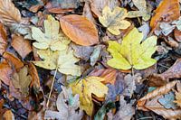 Herbstlaub
