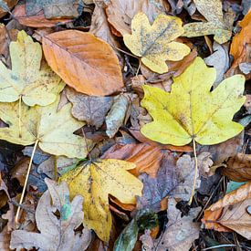 Herbstlaub von Antoine Ramakers