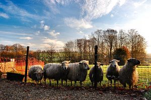 Schapen in de wei van Edwin Teuben