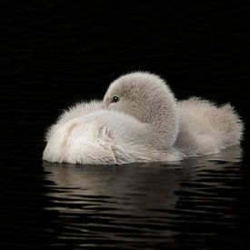Baby Swan by Foto Studio Labie