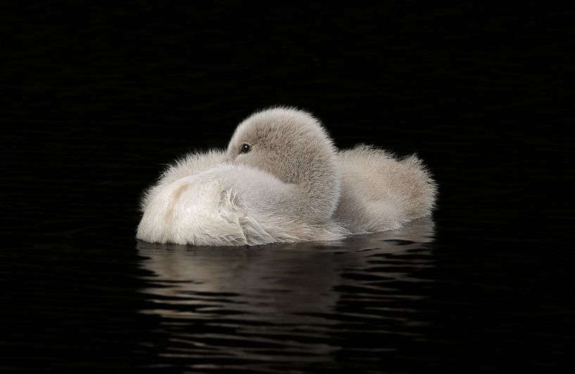 Bébé cygne par Foto Studio Labie