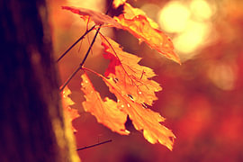 Herbst in Rot von Arno Wolsink