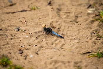 Common bank dragonfly on the sand