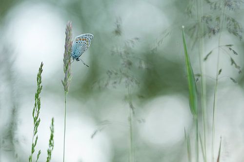 Icarusblauwtje - Common Bleu 