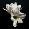 amaryllis van Dietjee FoTo
