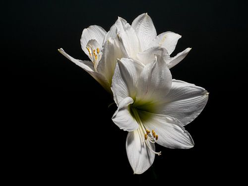 Amaryllis