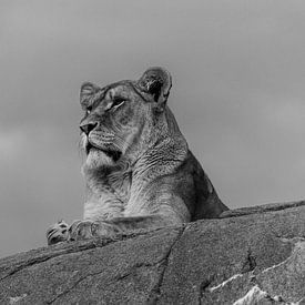 Lionne à l'affût. sur Michel Swijgman