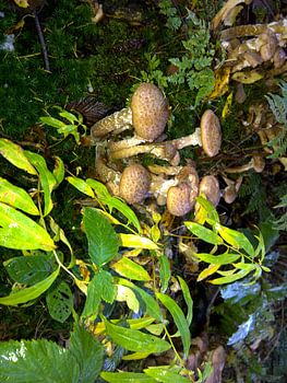 Gaasterlands bos paddestoelen