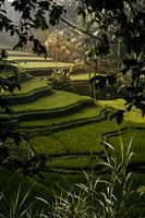 Ochtendzon op de rijstvelden in Ubud, Bali