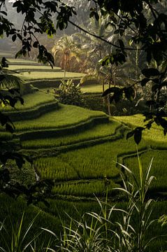 Ochtendzon op de rijstvelden in Ubud, Bali van Kim Poels